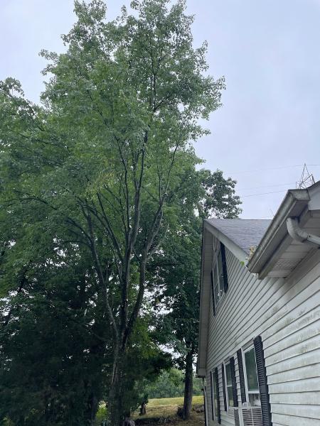 Prestige Tree Experts