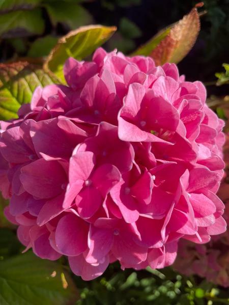Dave's Organic Gardening