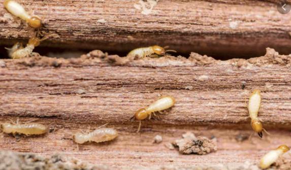Canyon Lake Pest Control