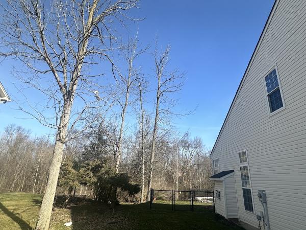 Trusted Tree Services