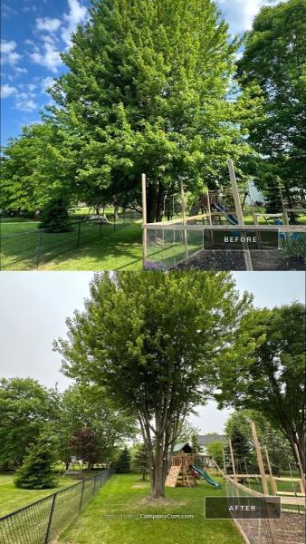 Trusted Tree Services