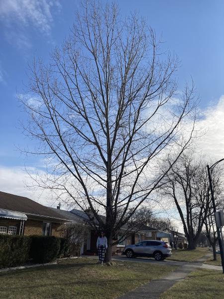 Trusted Tree Services