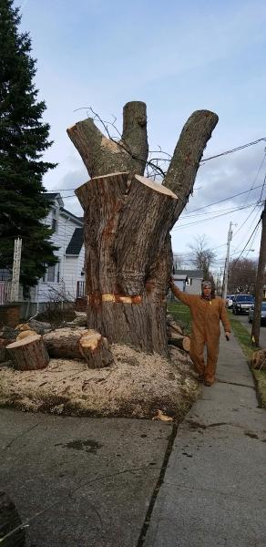 Trusted Tree Services