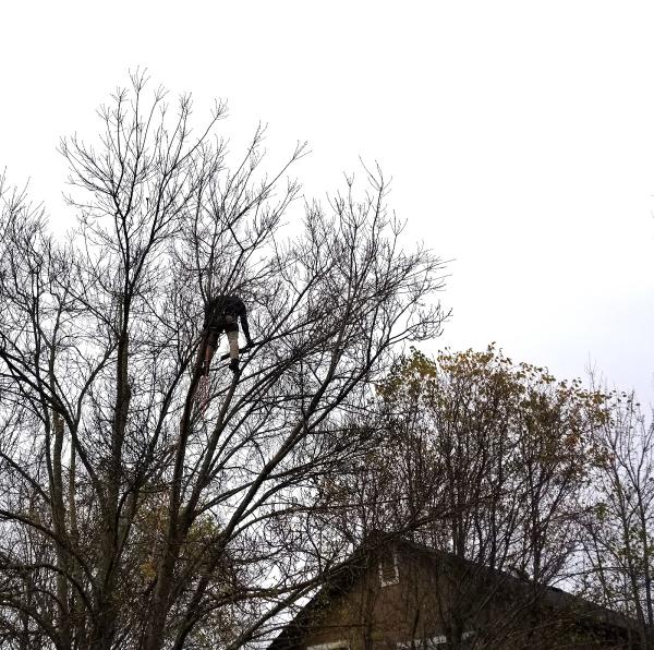 Jeff Lester Certified Arborist
