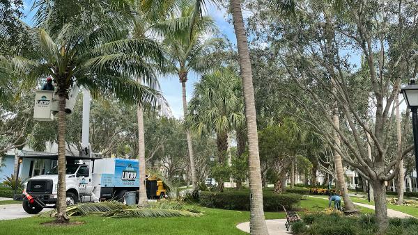 Lucky Tree Service