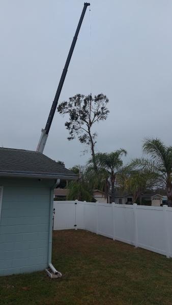Progressive Tree Care