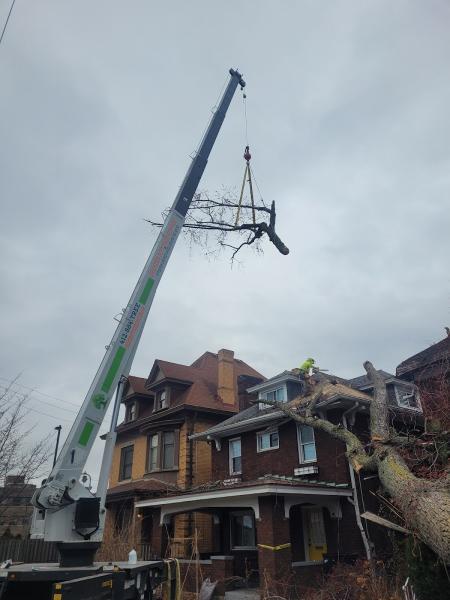 Greater Pitt Tree Service LLC