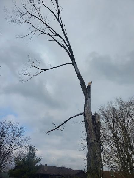 Buena Vista Tree Service LLC