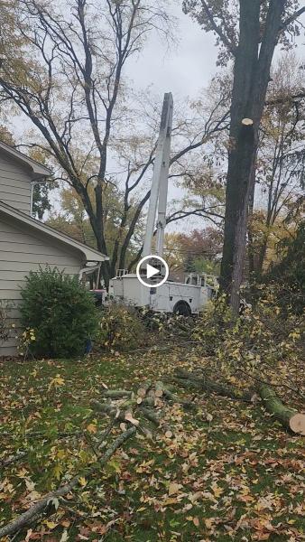 Buena Vista Tree Service LLC