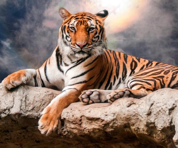 Tiger Home Inspection