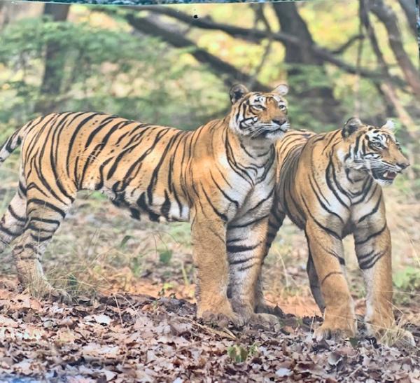 Tiger Home Inspection