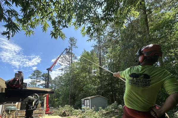 Raleigh Tree Service