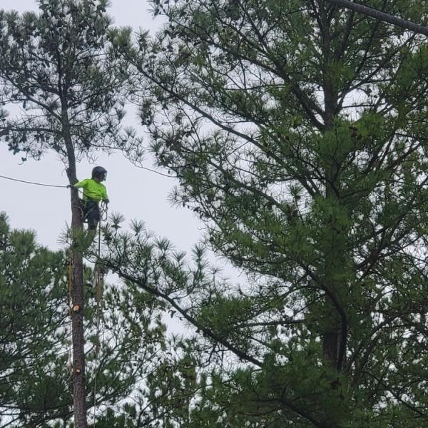 Raleigh Tree Service