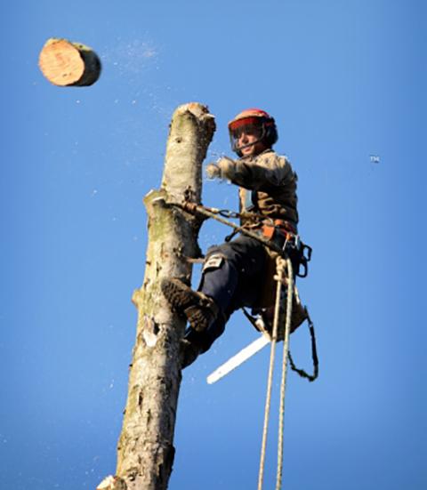 AAA Arborist Tree Experts