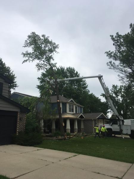 AAA Arborist Tree Experts