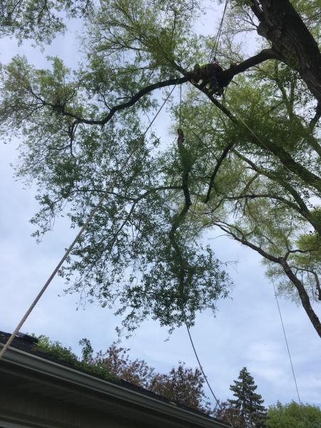 AAA Arborist Tree Experts