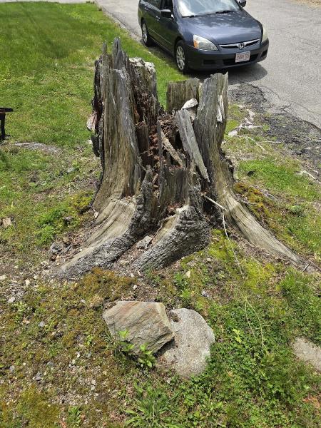 Grin & Grind Stump Removal