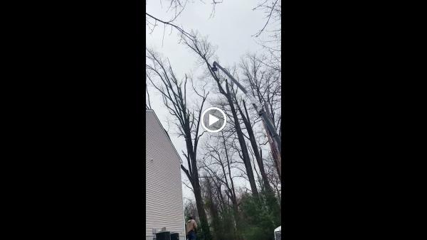 Cutting Edge Tree Experts LLC