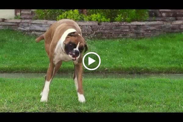 Clean Air Lawn Care- Lawn Maintenance Boise