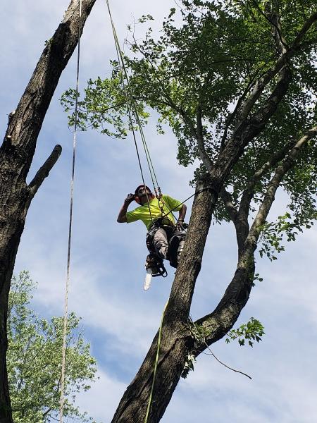 Timber Works Tree Care