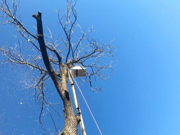 Timber Works Tree Care