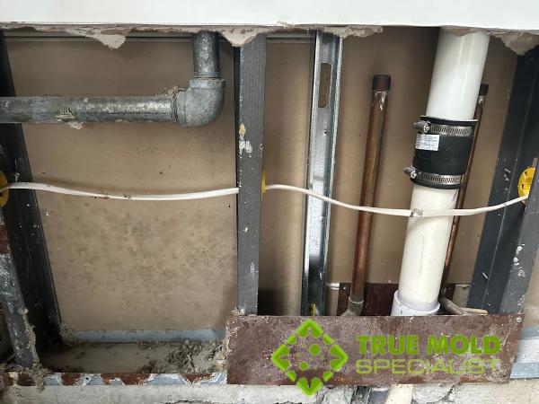 True Mold Specialist