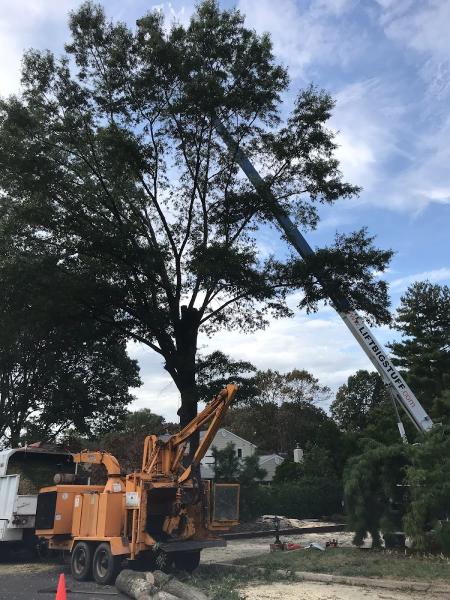 Transue Tree Service