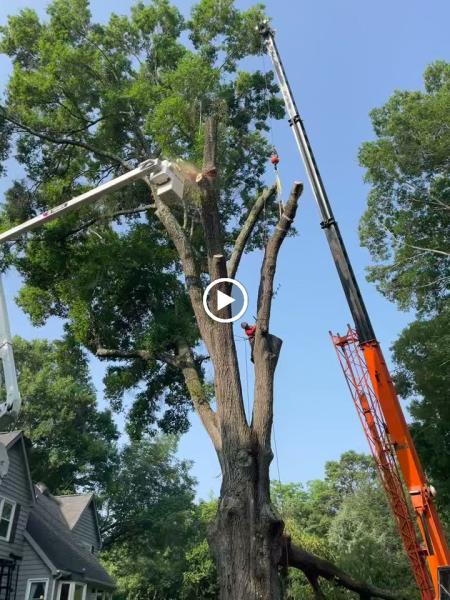 Marc's Tree Service
