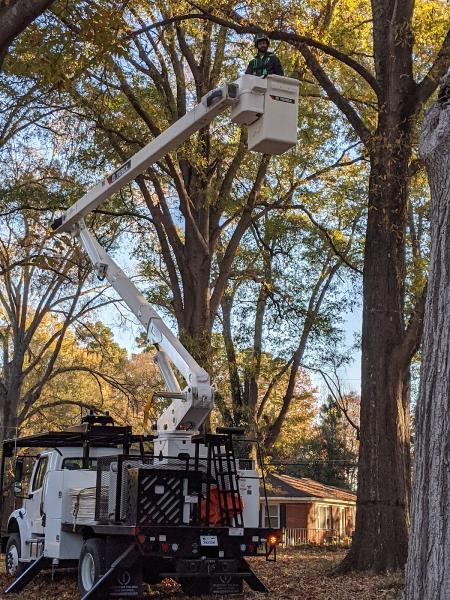Marc's Tree Service