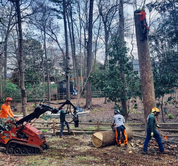 Marc's Tree Service