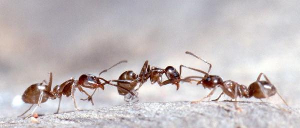 Defender Termite & Pest Management