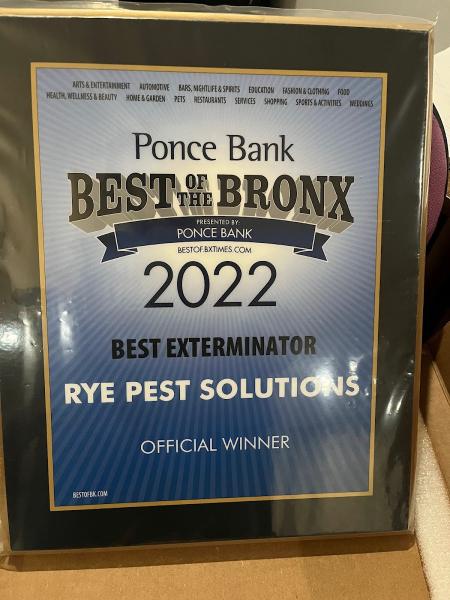 Rye Pest Solutions