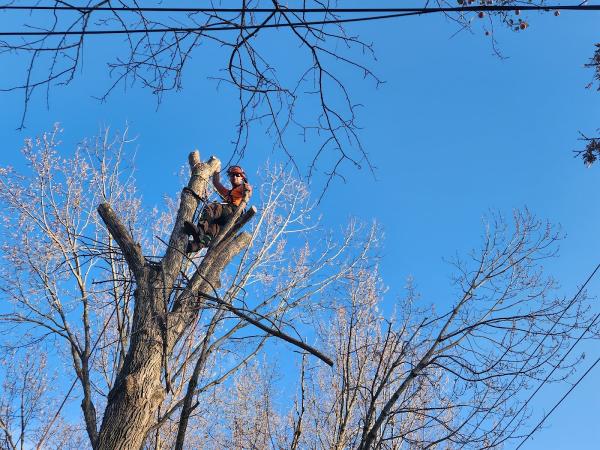 Tree Masters LLC