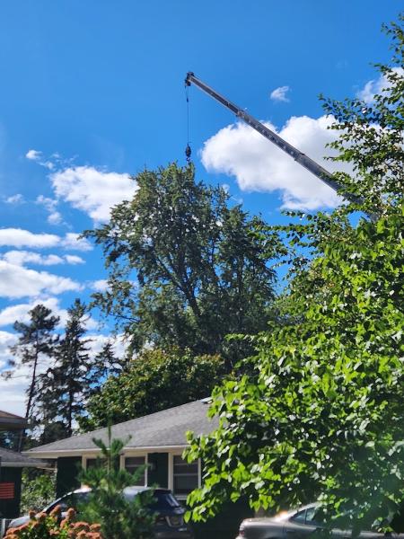 Tree Masters LLC