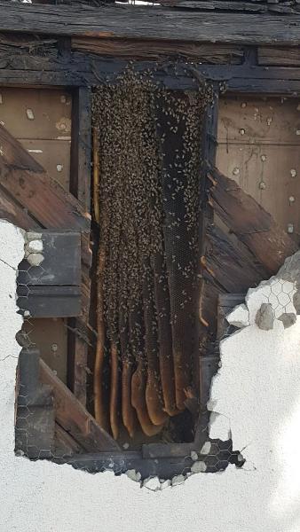 Socal Bee Savers