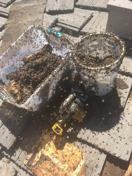 Socal Bee Savers