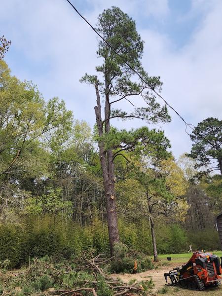 Treetime