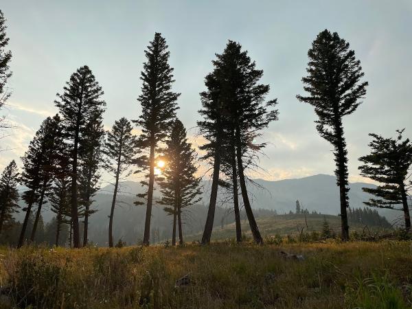 Firebreak Management