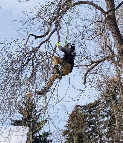 Northern Colorado Tree Service