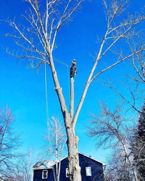 Northern Colorado Tree Service