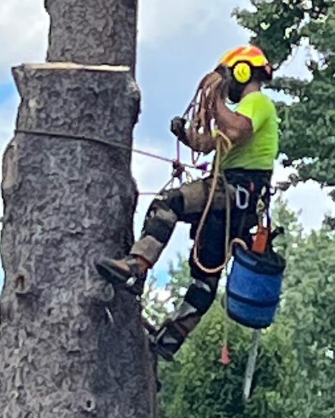 Kucharski Tree Care Professionals
