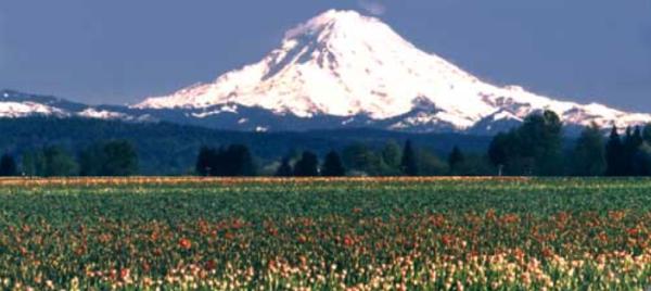 Empire Chemdry in Pierce County