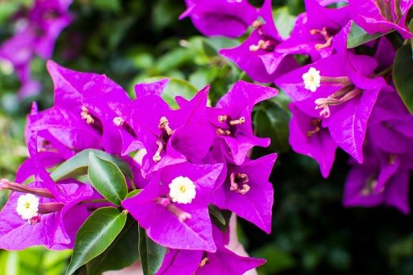 Mainguy Landscape Services