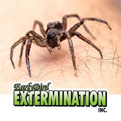 Earlybird Extermination