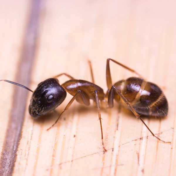 Bug Busters