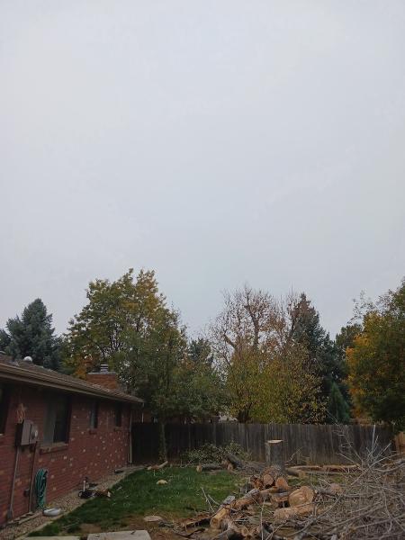 Economy Tree Service