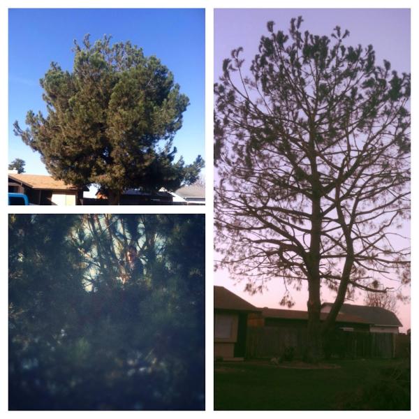 Kern Tree Service