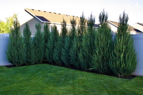 Overland Lawn and Landscape