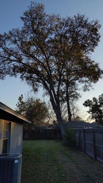 Elvis. Tree Climber Extraordinaire