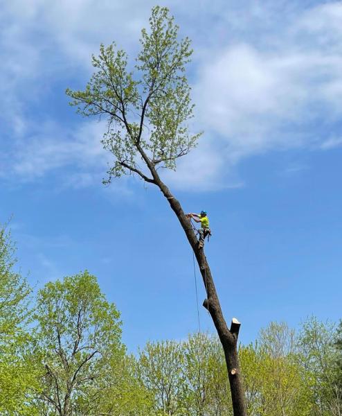 Newburgh Tree Service LLC